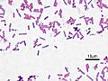 Bacillus subtilis Gram