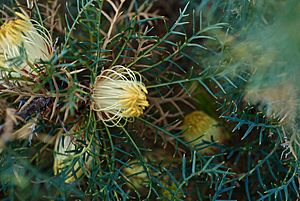 Banksia recurvistylis.jpg