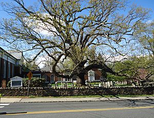 Beautiful tree in church cemetery in Basking Ridge New Jersey