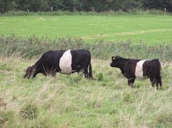 Belted Galloway P8250176