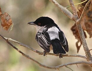 Black-backed Puffback (Dryoscopus cubla), Mapungubwe, crop