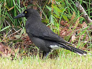 Black-winged Currawong2