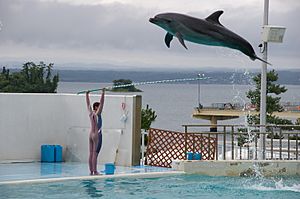 Bottlenose Dolphin -Notojima Aquarium -Ishikawa -Japan-8a