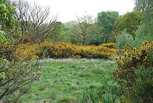 Broom on Barnes Common - geograph.org.uk - 789503