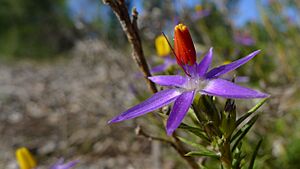 Calectasia narragara with red stamens (7159700889)