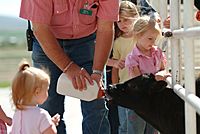 Calf feeding demonstration at Thanksgiving Point