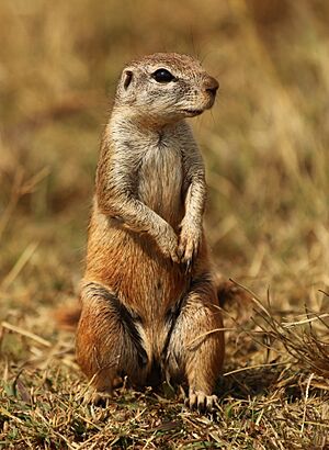 Cape ground squirrel, Xerus inauris, at Krugersdorp Game Reserve, Gauteng, South Africa (27410204561).jpg