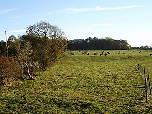 Cattle grazing near Holly House Farm - geograph.org.uk - 81584.jpg