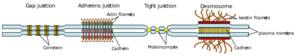 Cell junction simplified en