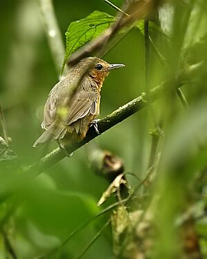 Cercomacra tyrannina (female) -NW Ecuador-8.jpg