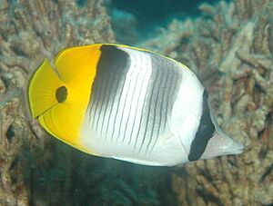 Chaetodon ulietensis.jpg