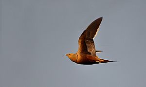 Chestnut Bellied Sandgrouse