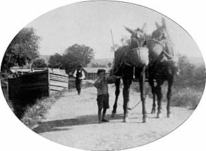 Child leading mules on D & H canal