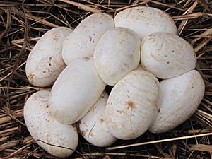 Clutch of Python molurus eggs