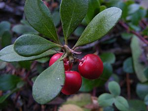 Common bearberry ("Kinnikinnick", Arctostaphylos uva-ursi) - fruits and leaves