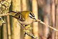 Common firecrest Franconville 03