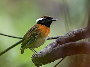 Conopophaga aurita Chestnut-belted Gnateater (male), Novo Airão, Amazonas, Brazil.jpg