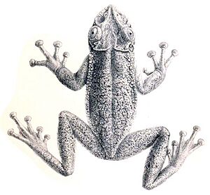 Corythomantis greeningi Boulenger, 1896.jpg