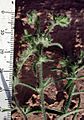Cryptantha angustifolia