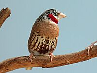 Cut-throat Finch male RWD9