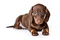 Dachshund brown puppy