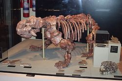 Dinodontosaurus skeleton UFRGS