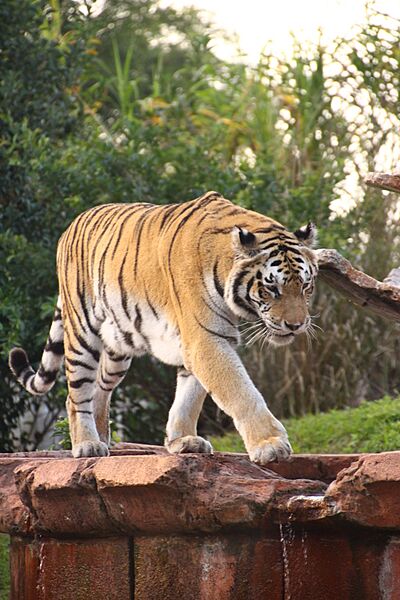 Disney-Animal-Kingdom-Tiger-8221