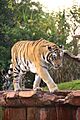 Disney-Animal-Kingdom-Tiger-8221