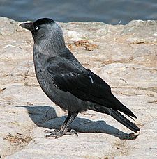 Dohle (Corvus monedula) d1