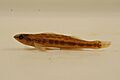 Dusky darter