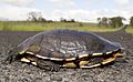 Eastern Snake-Necked Turtle
