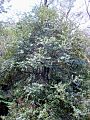 Elaeocarpus holopetalus - Leura tree