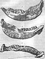 Elasmotherium mandible