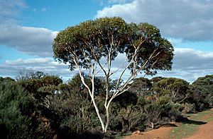 Eucalyptus albida habit.jpg