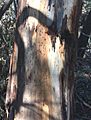 Eucalyptus viminalis - trunk bark