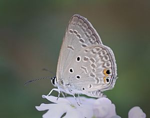 Euchrysops cnejus cnejus – Gram Blue male(3).jpg