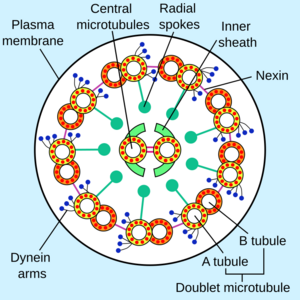 Eukaryotic flagellum