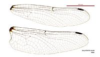 Eusynthemis ursula male wings (34216061614)