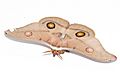 Female emperor gum moth