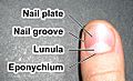 Fingernail label (enwiki)