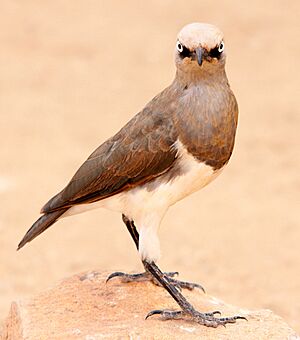 Flickr - don macauley - Bird 014.jpg