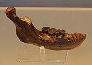 The Penghu 1 jawbone.