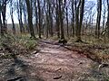 Fox Covert 5