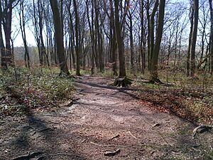 Fox Covert 5