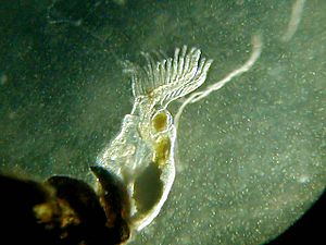 Freshwater Bryozoan234