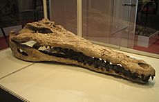 Gavialosuchus americanus Expominer 07