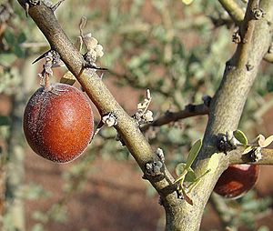 Geoffraea decorticans, fruit. (8434418444)