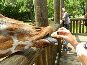 Giraffe being fed at Riverbanks Zoo