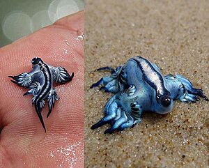 Glaucus atlant.