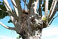 Great Kisakadee Pitangus sulphuratus nest